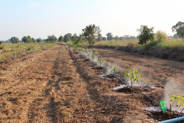 รถไถ..ปั้มน้ำแรงดันสูง  3''X3''ใครแรงกว่าเราขอท้