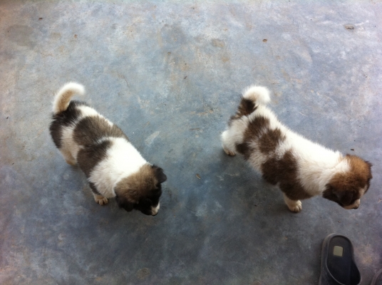 ขออนุญาตขายลูกหมา พันธุ์บางแก้วแท้ ราคาย่อมเยาว์