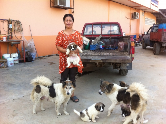 ขออนุญาตขายลูกหมา พันธุ์บางแก้วแท้ ราคาย่อมเยาว์