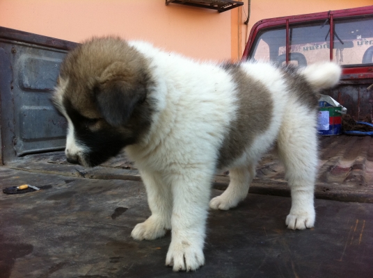 ขออนุญาตขายลูกหมา พันธุ์บางแก้วแท้ ราคาย่อมเยาว์