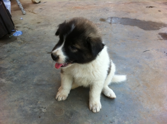 ขออนุญาตขายลูกหมา พันธุ์บางแก้วแท้ ราคาย่อมเยาว์