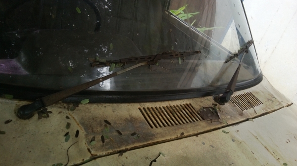 ม้าย่อง :ของคุณ ต่อศักดิ์ ฝากขาย 49000 บาท