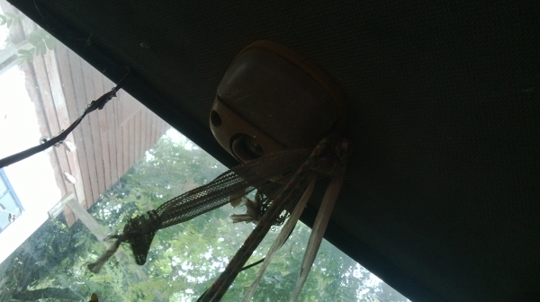 ม้าย่อง :ของคุณ ต่อศักดิ์ ฝากขาย 49000 บาท