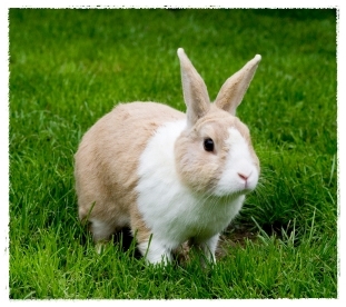 ขายยางบริดสโตน245/70/16 ยางลงดิน5วันยางปี2013ไม่ได้ลงรูปไม่ดีจริงไม่กล้าขายคับ