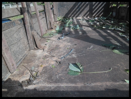 6 ล้อแคนเตอร์ 115 F หน้า-หลัง