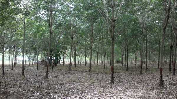 ขออนุญาติ ขายสวนยางพารา 150 ไร่ ยาง 8 ปี พร้อมกรีดครับ สวนยางผมเองต่อรองราคาได้ โทร 0862254227 ขออนุญาติ ขายสวนยางพารา 150 ไร่ ยาง 8 ปี พร้อมกรีดครับ สวนยางผมเองต่อรองราคาได้ โทร 0862254227