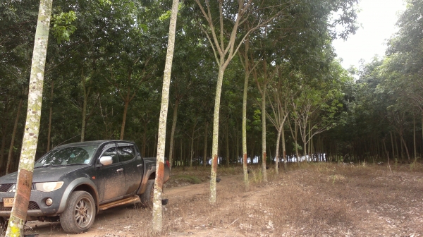 ขออนุญาติ ขายสวนยางพารา 150 ไร่ ยาง 8 ปี พร้อมกรีดครับ สวนยางผมเองต่อรองราคาได้ โทร 0862254227