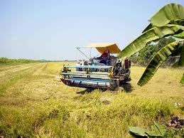 ต้องการรถเกี่ยวข้าว นาปี 4 คัน มาศรีสะเกษ ราคาไร่ละ 650 เริ่มต้น 700 800 บาท เกี่ยวข้าวเสร็จรับเงินกลับบ้านได้เลย ทำสัญญากันได้นะครับ((รีบกันนะครับเราจะจองพื้นที่ไว้ให้))  รับประกันได้เลยเก็บเงินง่าย ให้ญาติช่วยบริหาร มีเครื่องตรวจวัดนาได้ยิ่งดีครับ รถกระ
