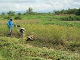 ต้องการรถเกี่ยวข้าว นาปี 4 คัน มาศรีสะเกษ ราคาไร่ละ 650 เริ่มต้น 700 800 บาท เกี่ยวข้าวเสร็จรับเงินกลับบ้านได้เลย ทำสัญญากันได้นะครับ((รีบกันนะครับเราจะจองพื้นที่ไว้ให้)) รับประกันได้เลยเก็บเงินง่าย ให้ญาติช่วยบริหาร มีเครื่องตรวจวัดนาได้ยิ่งดีครับ รถกระ ต้องการรถเกี่ยวข้าว นาปี 4 คัน มาศรีสะเกษ ราคาไร่ละ 650 เริ่มต้น 700 800 บาท เกี่ยวข้าวเสร็จรับเงินกลับบ้านได้เลย ทำสัญญากันได้นะครับ((รีบกันนะครับเราจะจองพื้นที่ไว้ให้)) รับประกันได้เลยเก็บเงินง่าย ให้ญาติช่วยบริหาร มีเครื่องตรวจวัดนาได้ยิ่งดีครับ รถกระ