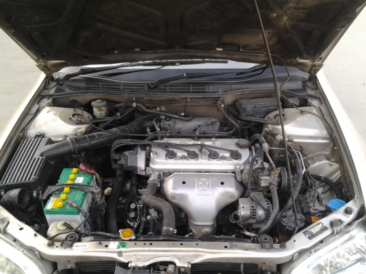 ขายแอคคอร์ต งูเห่า