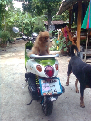 ต้องการขาย