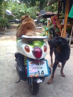 ต้องการขาย