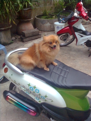 ต้องการขาย