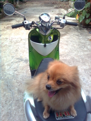 ต้องการขาย