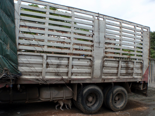 ขาย 10 ล้อ HINO F18 เครื่อง HO7C หัวสิงห์ กระบะเหล็ก โทร.081-9034151