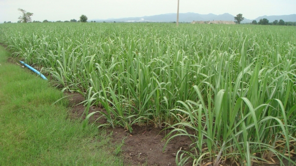 ขายสําหรับไร่อ้อย