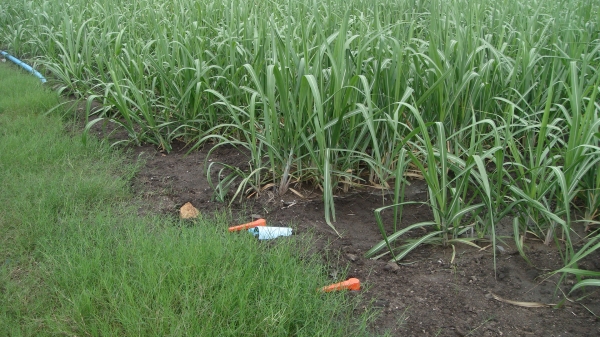 ขายสําหรับไร่อ้อย