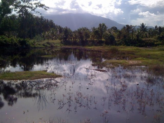 -ขายที่ดินประจวบสวนมะพร้าว150000มี19ไร่