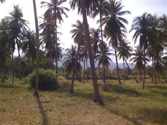 -ขายที่ดินประจวบสวนมะพร้าว150000มี19ไร่