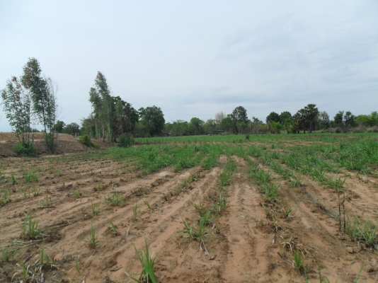 ขายที่ดิน