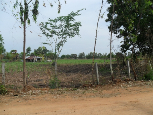 ขายที่ดิน