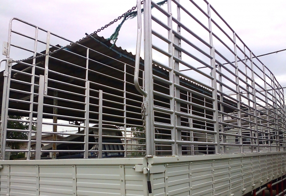 6 ล้อใหญ่  ISUZU , Rocky , FRR 195 แรงม้า  *ยาว 7.80 ม.*  รถสวยจริง , สภาพพร้อมใช้งาน * เอกสารพร้อมโอน *