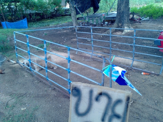 ขายคอกแป็ปน้ำใส่รถกะบะตอนเดียวราคาถูก