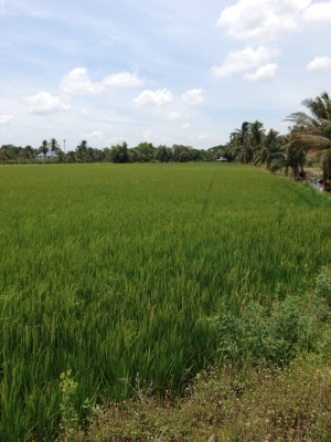 ขออนุญาตประกาศขายที่ดินเปล่า 26 ไร่ จ.ปทุทธานี เขต ลาดหลุมแก้ว(มีโฉนด) ขออนุญาตประกาศขายที่ดินเปล่า 26 ไร่ จ.ปทุทธานี เขต ลาดหลุมแก้ว(มีโฉนด)