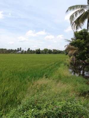 ขออนุญาตประกาศขายที่ดินเปล่า 26 ไร่ จ.ปทุทธานี เขต ลาดหลุมแก้ว(มีโฉนด) ขออนุญาตประกาศขายที่ดินเปล่า 26 ไร่ จ.ปทุทธานี เขต ลาดหลุมแก้ว(มีโฉนด)