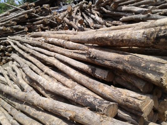 $$$+ขายไม้สักราคาถูก ราคาเท่าไม้ค้ำยัน มีหลายขนาด แวะดูได้+$$$ $$$+ขายไม้สักราคาถูก ราคาเท่าไม้ค้ำยัน มีหลายขนาด แวะดูได้+$$$