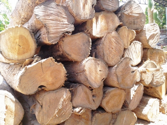 $$$+ขายไม้สักราคาถูก ราคาเท่าไม้ค้ำยัน มีหลายขนาด แวะดูได้+$$$ $$$+ขายไม้สักราคาถูก ราคาเท่าไม้ค้ำยัน มีหลายขนาด แวะดูได้+$$$