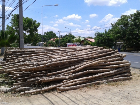 $$$+ขายไม้สักราคาถูก ราคาเท่าไม้ค้ำยัน มีหลายขนาด แวะดูได้+$$$