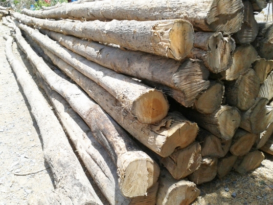 $$$+ขายไม้สักราคาถูก ราคาเท่าไม้ค้ำยัน มีหลายขนาด แวะดูได้+$$$ $$$+ขายไม้สักราคาถูก ราคาเท่าไม้ค้ำยัน มีหลายขนาด แวะดูได้+$$$