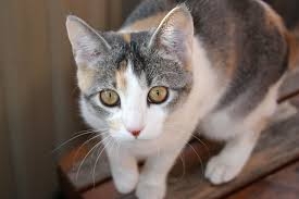 ขายด่วน ultima 2.0 81,000 บาท ขายด่วน ultima 2.0 81,000 บาท