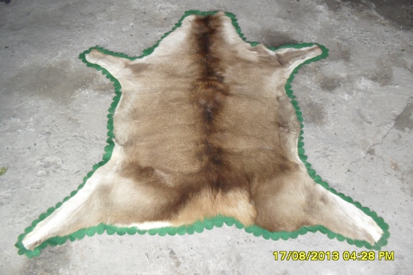 ขายขนสัตว์ของแท้