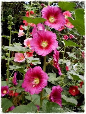 ต้องการรถพ่วงวิ่งอ้อย