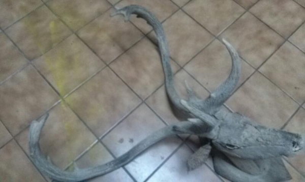 เขากวาง