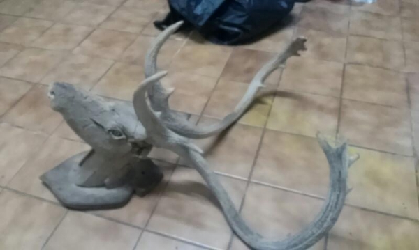 เขากวาง เขากวาง