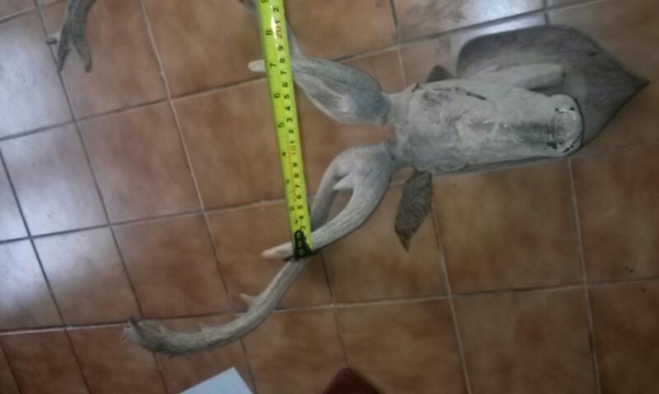 เขากวาง เขากวาง