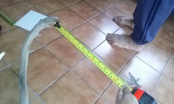 เขากวาง เขากวาง