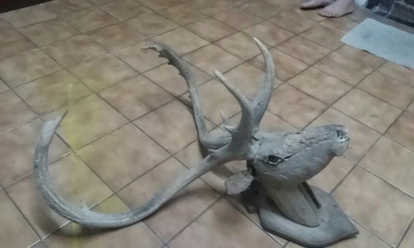 เขากวาง เขากวาง