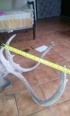 เขากวาง เขากวาง