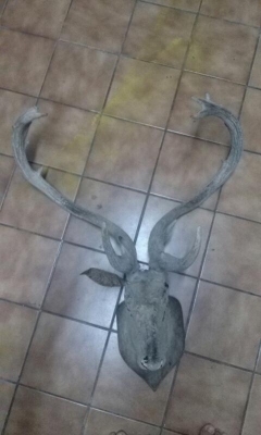 เขากวาง เขากวาง