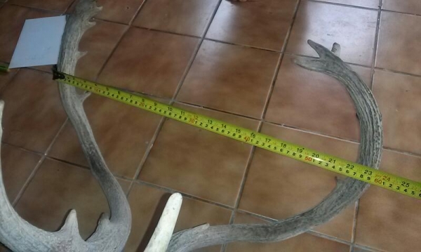 เขากวาง เขากวาง