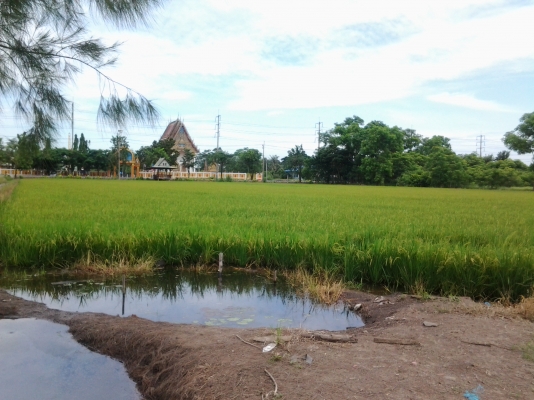 ขายที่ดิน26ไร่ติดถนนใหญ่ไกล้วัดใกล้โรงเรียนที่สวยราคาถูก