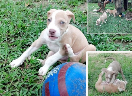 ลูกพิตบูล เรดโนส สายกัด ขอแลกมอไซค์ มีไรเสนอ โทรมาเลยคับ