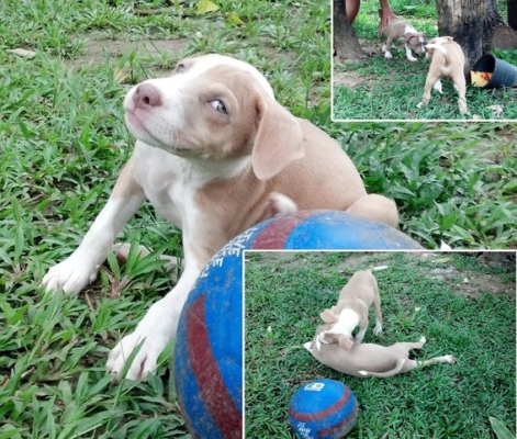 ลูกพิตบูล เรดโนส สายกัด ขอแลกมอไซค์ มีไรเสนอ โทรมาเลยคับ