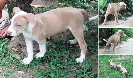 ลูกพิตบูล เรดโนส สายกัด ขอแลกมอไซค์ มีไรเสนอ โทรมาเลยคับ