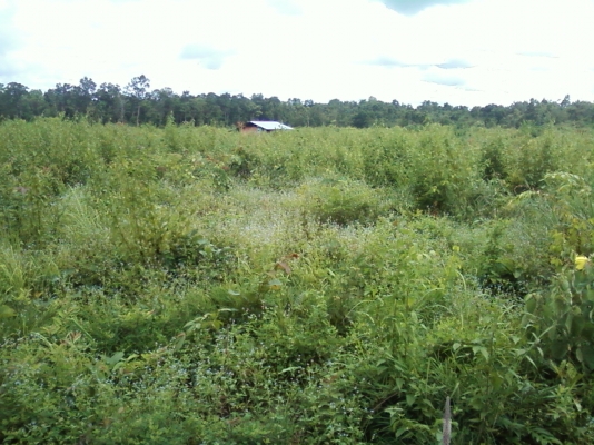 ขายที่ดินสวย จำนวน 48 ไร่ๆละ 49000 บาท