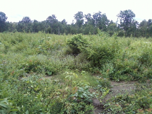 ขายที่ดินสวย จำนวน 48 ไร่ๆละ 49000 บาท